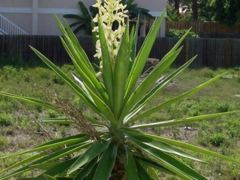 Seperti apa rupa loji yucca