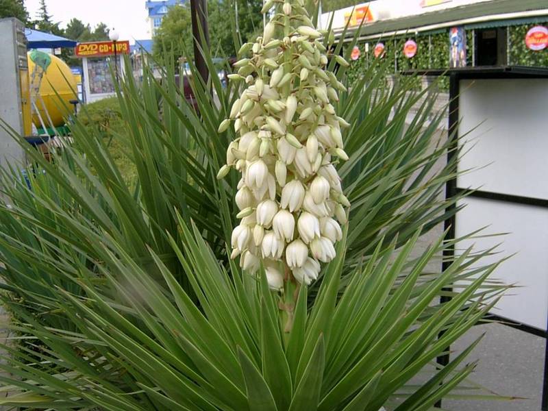 Taman yucca, bagaimana menjaga.