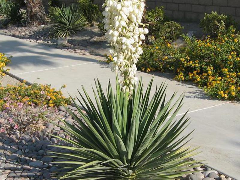 Taman Yucca