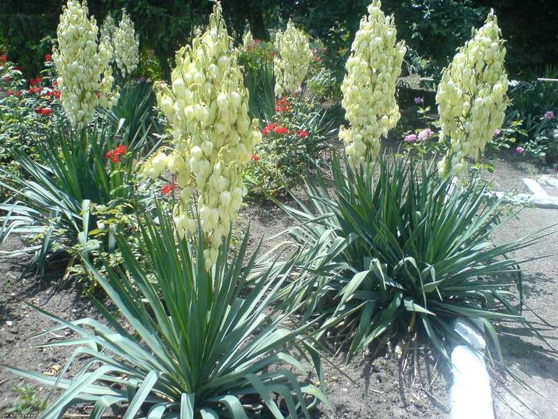 Yucca dan bunganya