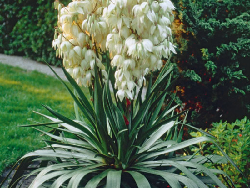 Bunga tanaman Yucca