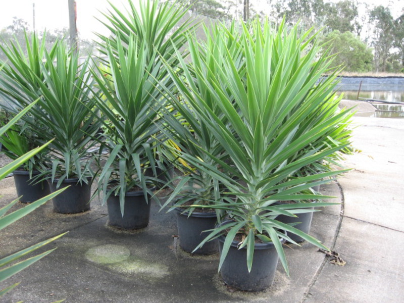 Cara menyiram yucca