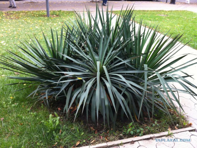 Yucca, penjagaan di rumah.