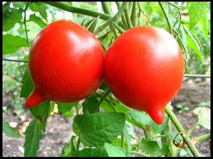 Tomato untuk zon tengah dan selatan Persekutuan Rusia: varieti, foto dan keterangan