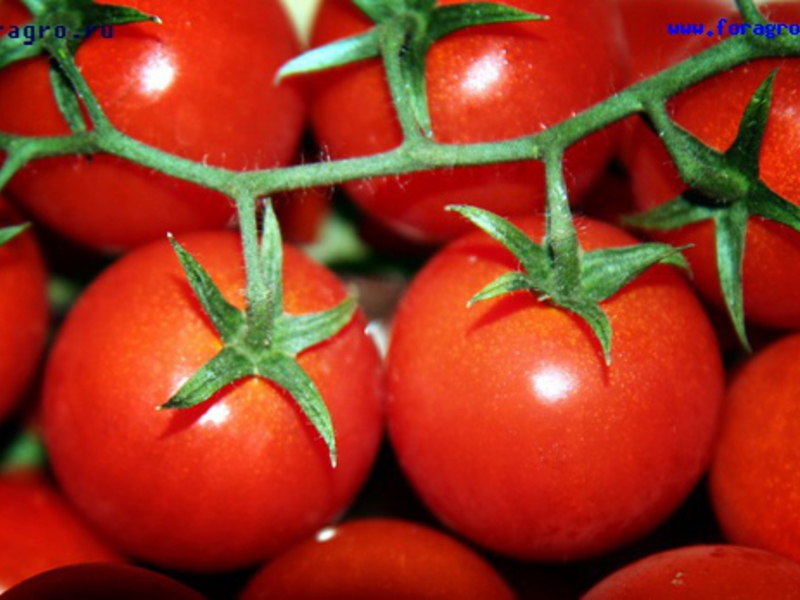 Varieti dan nama tomato