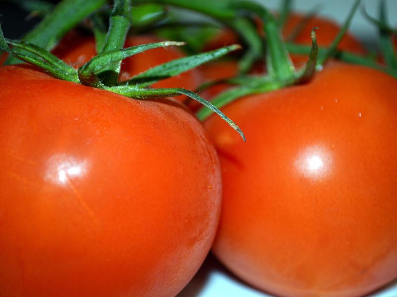 Tomato di rumah hijau.