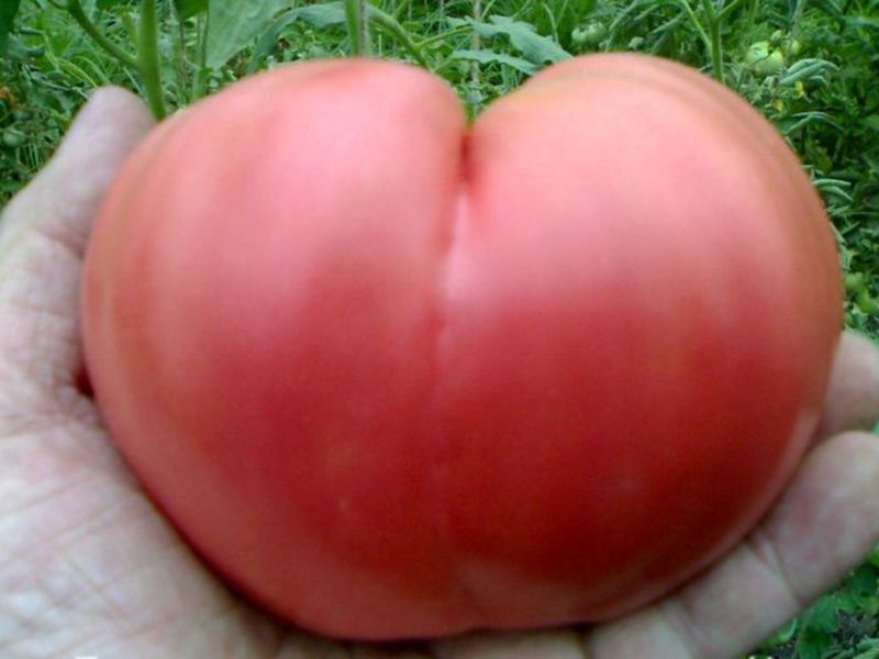 Tomato adalah rahsia penanaman, penanaman dan penjagaan yang berjaya.