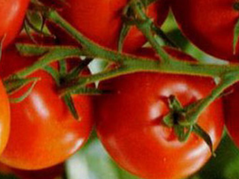 Tomato adalah rahsia penanaman, penanaman dan penjagaan yang berjaya.