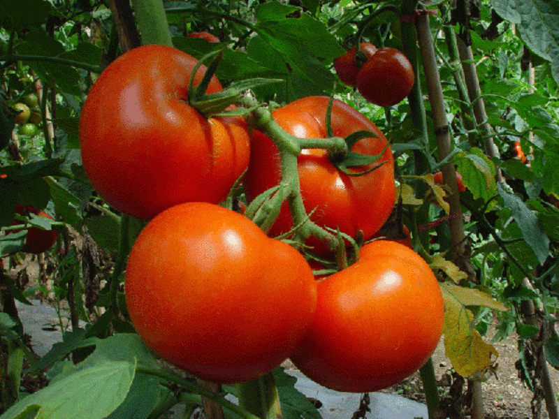 Tomato di rumah hijau.