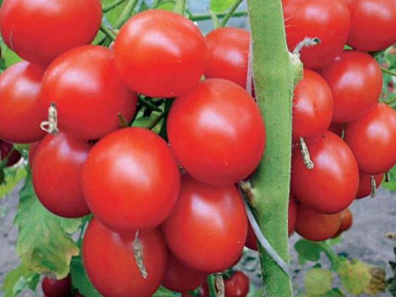 Kaki beruang tomato