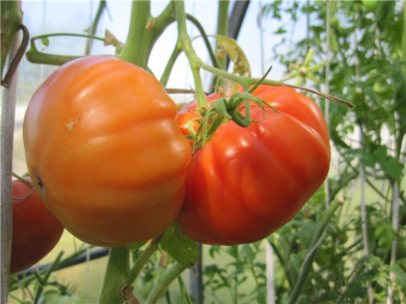 Tomato adalah rahsia penanaman, penanaman dan penjagaan yang berjaya.