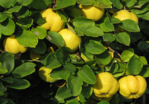 Quince biasa