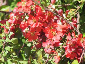 Pembiakan quince.