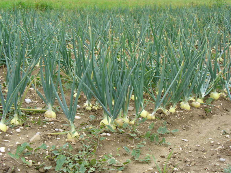 Bila hendak menanam bawang