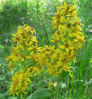 Goldenrod dan khasiatnya yang bermanfaat