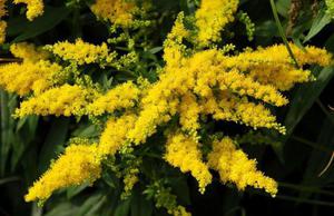 Batang emas atau goldenrod biasa