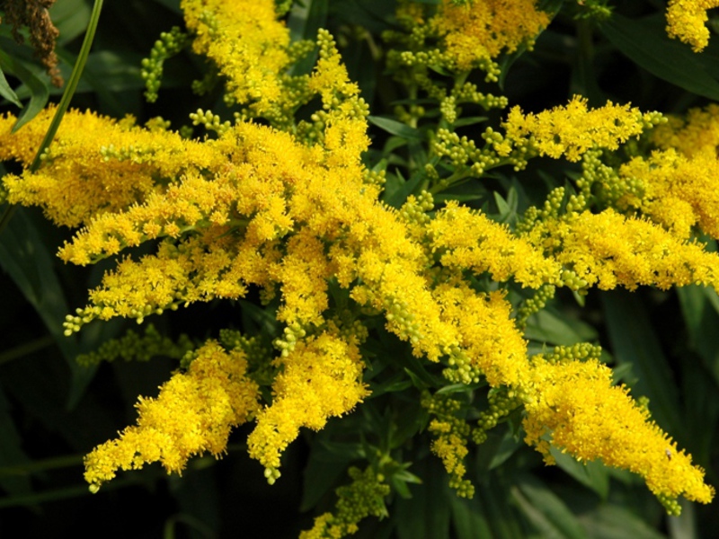 Kelebihan menggunakan goldenrod