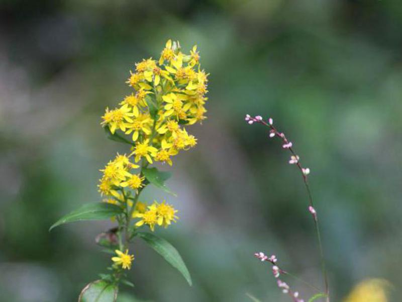 Cara mengambil goldenrod