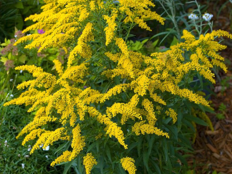 Sifat berguna goldenrod