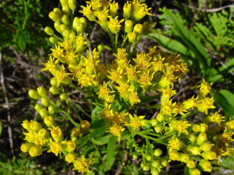 Batang emas atau goldenrod biasa