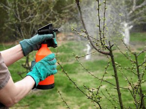 Cara memproses pokok dengan betul