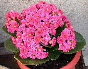 Beberapa jenis Kalanchoe ditanam di dalam rumah.