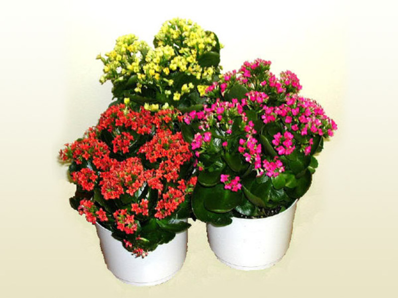 Kalanchoe Kalandiva mekar.