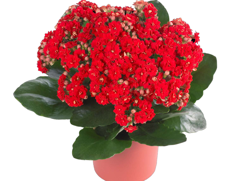 Penjagaan Kalanchoe