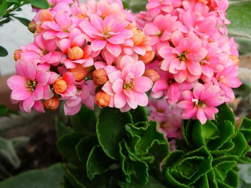 Beberapa jenis Kalanchoe ditanam di dalam rumah.