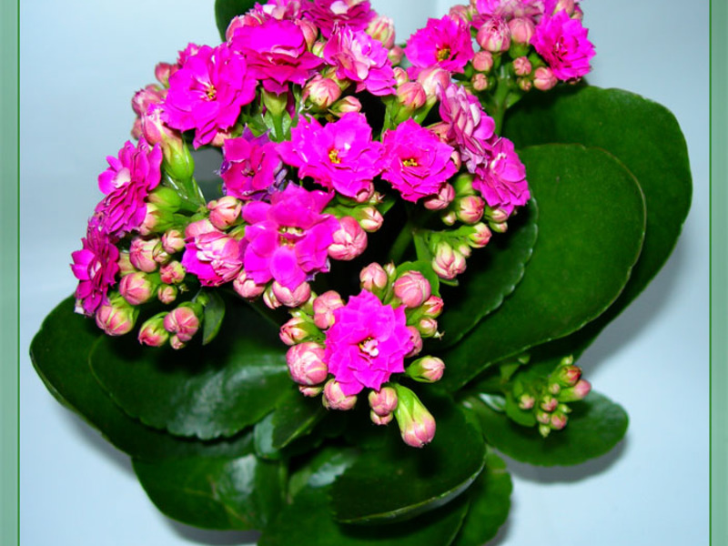 Cara pemindahan Kalanchoe