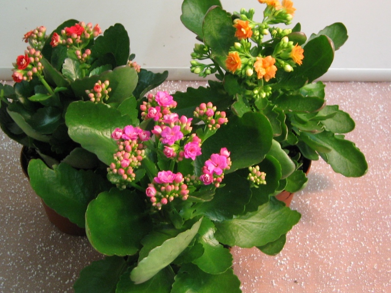 Perosak bunga Kalanchoe