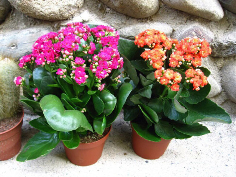 Penyakit Kalanchoe