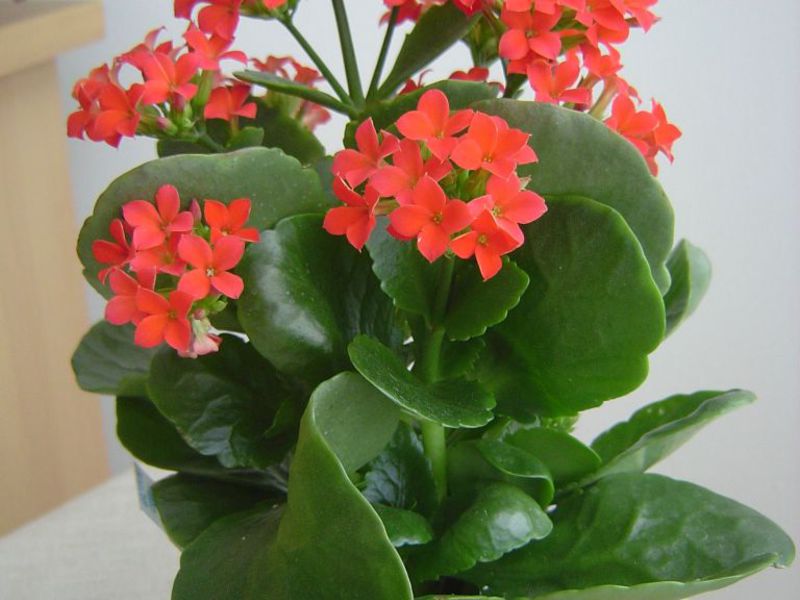 Bunga Kalanchoe yang cantik