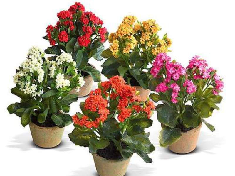 Beberapa jenis Kalanchoe ditanam di dalam rumah.