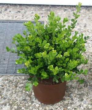 Boxwood adalah malar hijau.