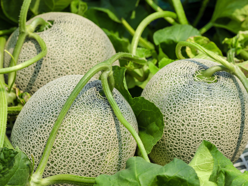 Senarai jenis buah melon yang popular