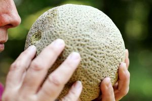 Sejarah Cantaloupe