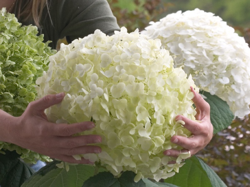 Hydrangea mekar