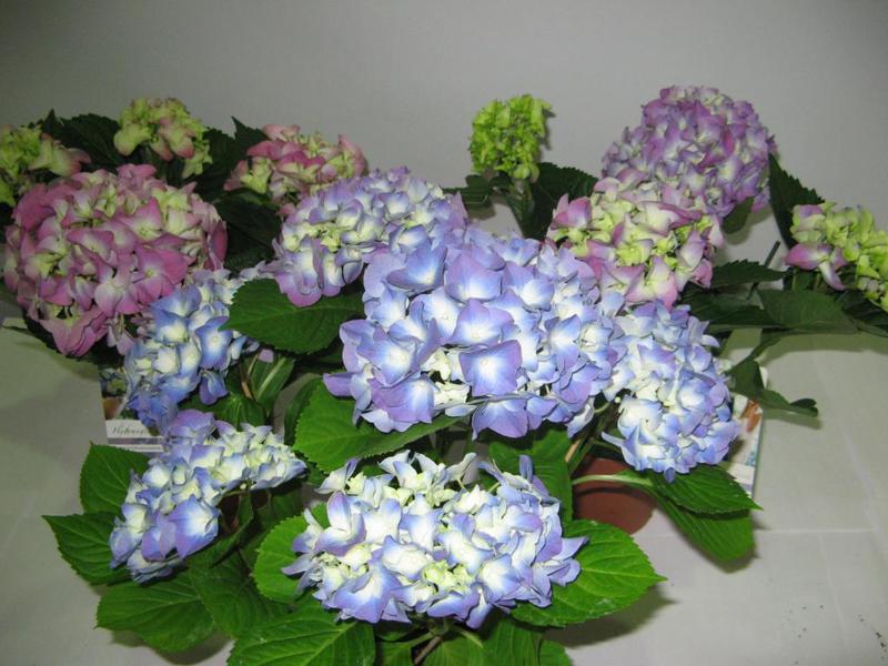 Bunga Hydrangea