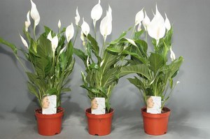 Apakah keistimewaan spathiphyllum