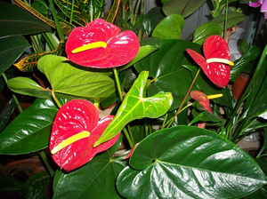 Anthurium