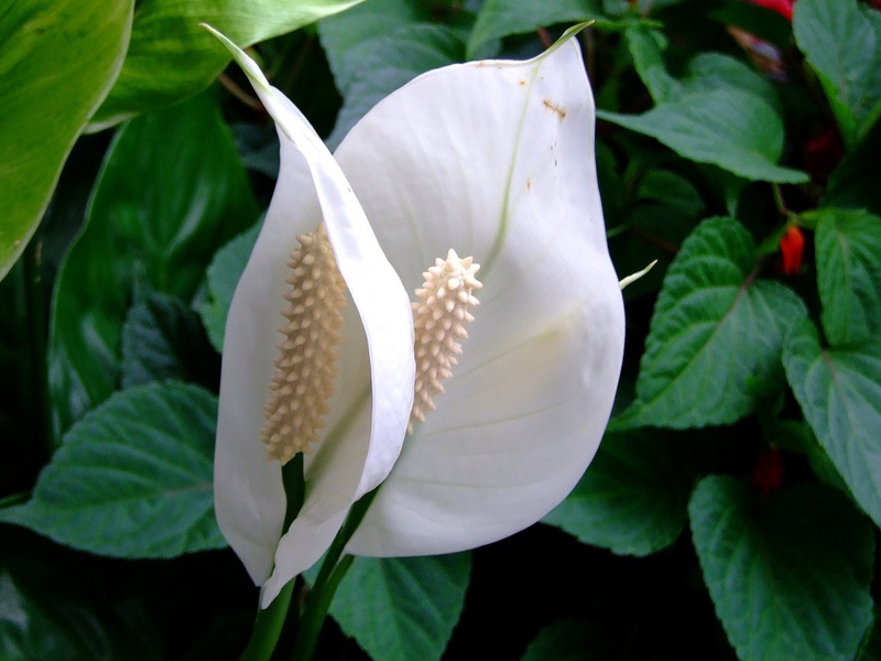 Tempoh berbunga bunga spathiphyllum