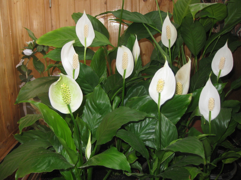 Cara merawat spathiphyllum