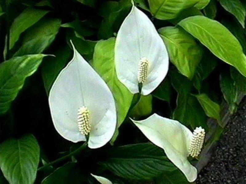 Apa yang disukai oleh bunga spathiphyllum