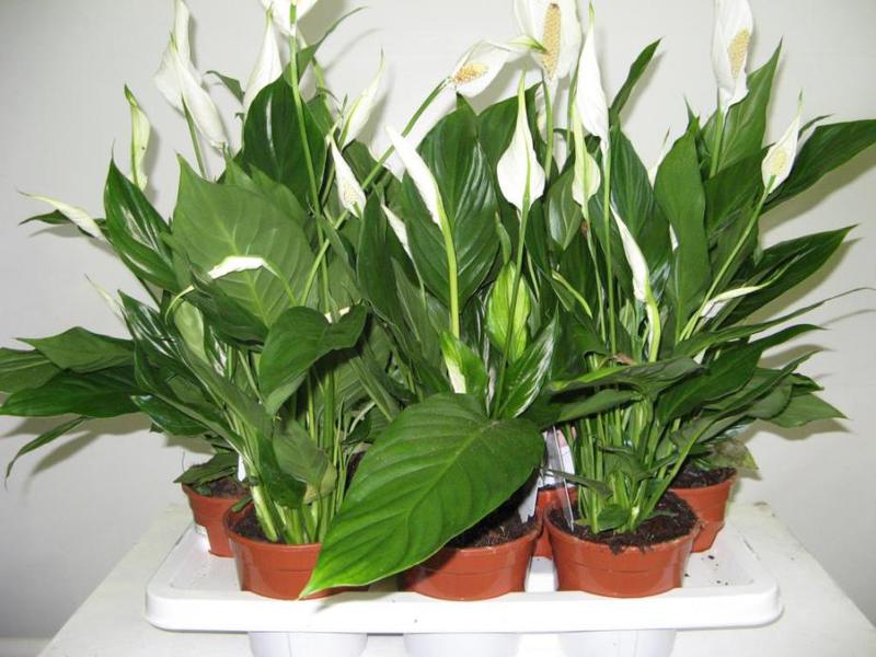 Peraturan penjagaan bunga Spathiphyllum