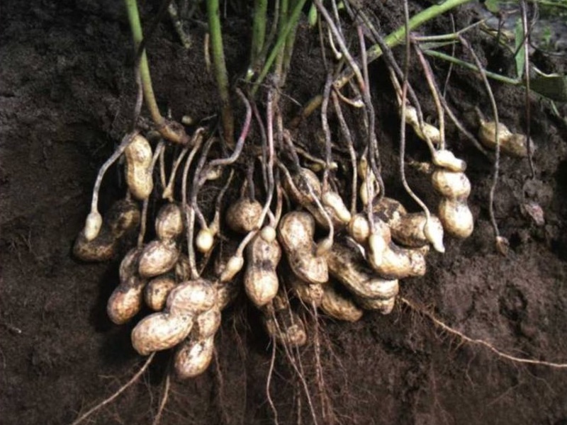 Kacang tanah berkhasiat dan rendah kalori