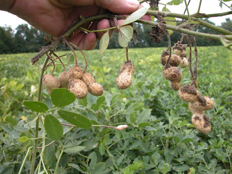 Kacang tanah