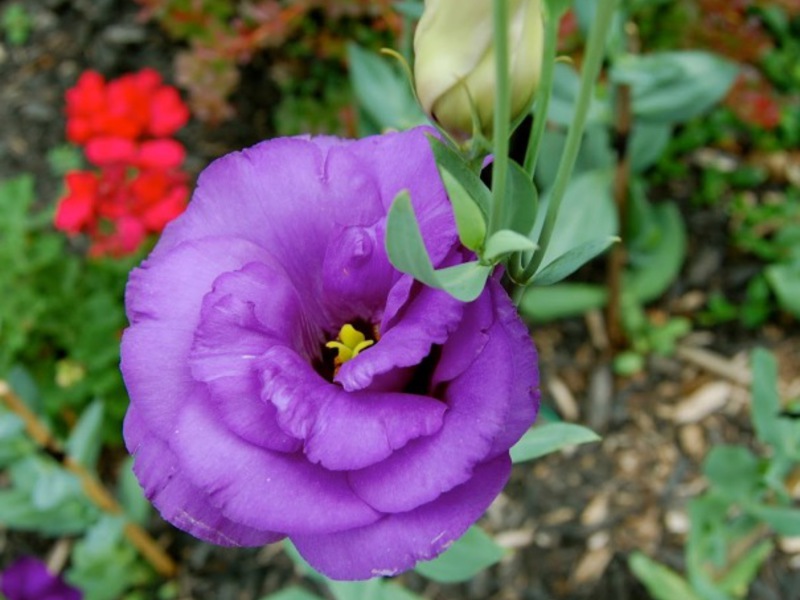 Eustoma mekar