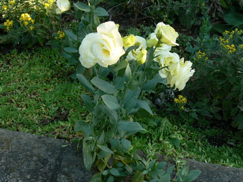 Tempoh berbunga Eustoma