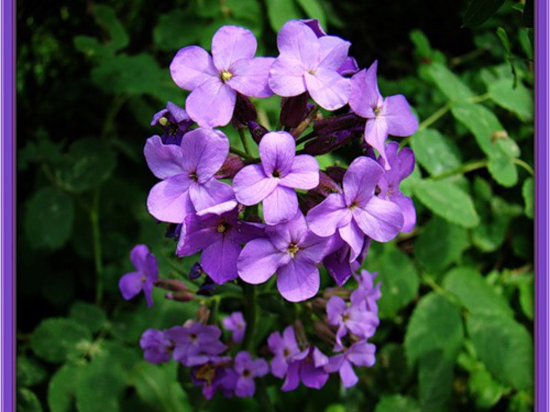 Pelbagai violet malam